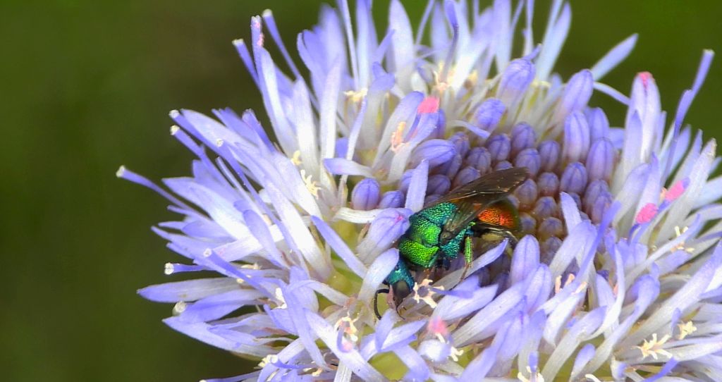 Złotolitka - Chrysura trimaculata