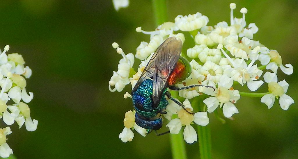 Złotolitka - Chrysura trimaculata