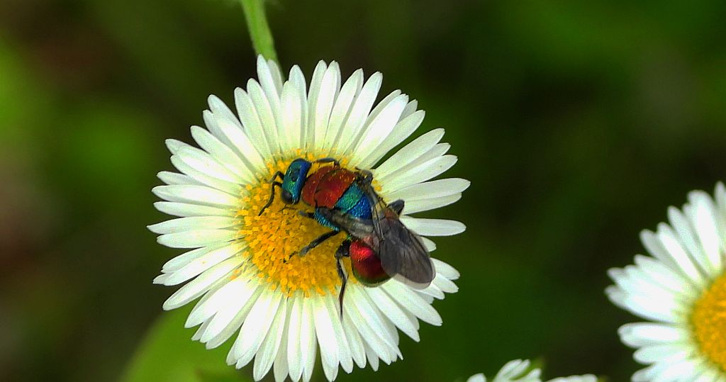 Powabnica osmykowa (Hedychrum niemelai)