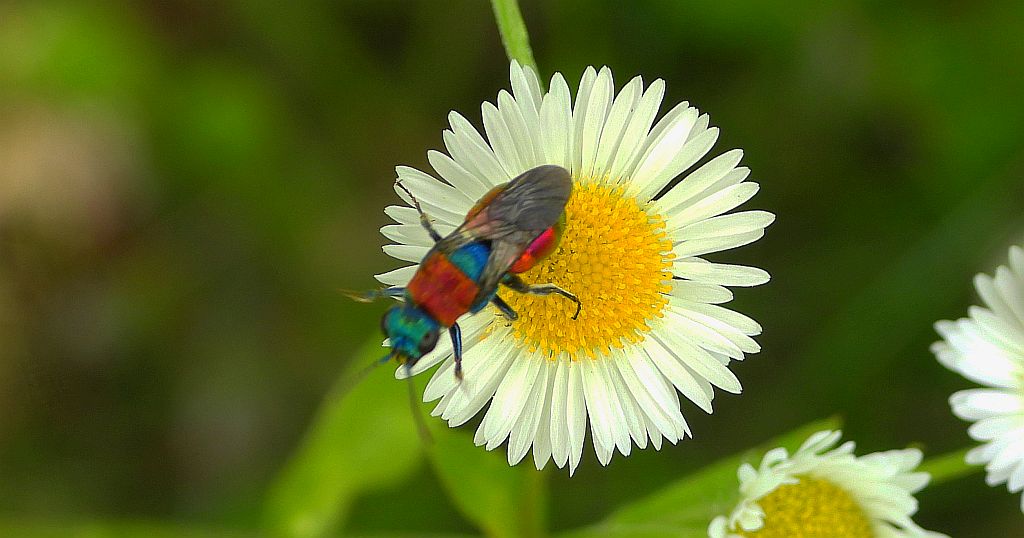 Powabnica osmykowa (Hedychrum niemelai)
