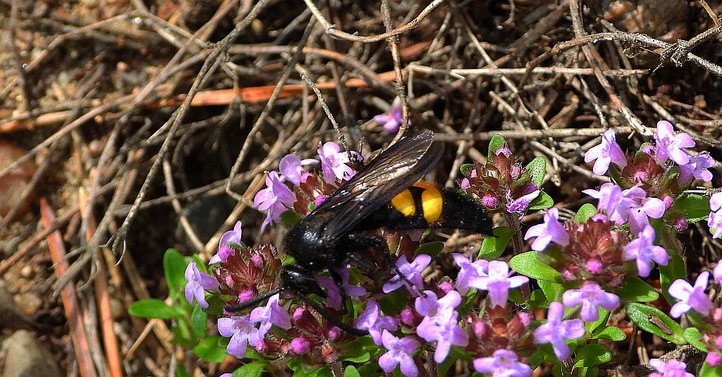 Smukwa kosmata (Scolia hirta)