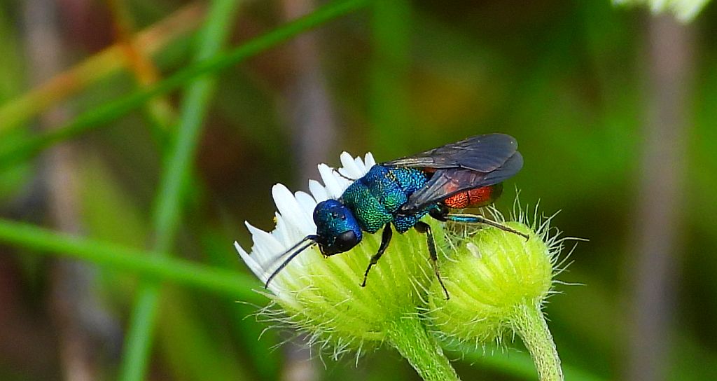 Złotolitka - Chrysis marginata