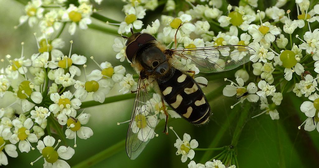 Bzyg brzęk (Scaeva pyrastri)