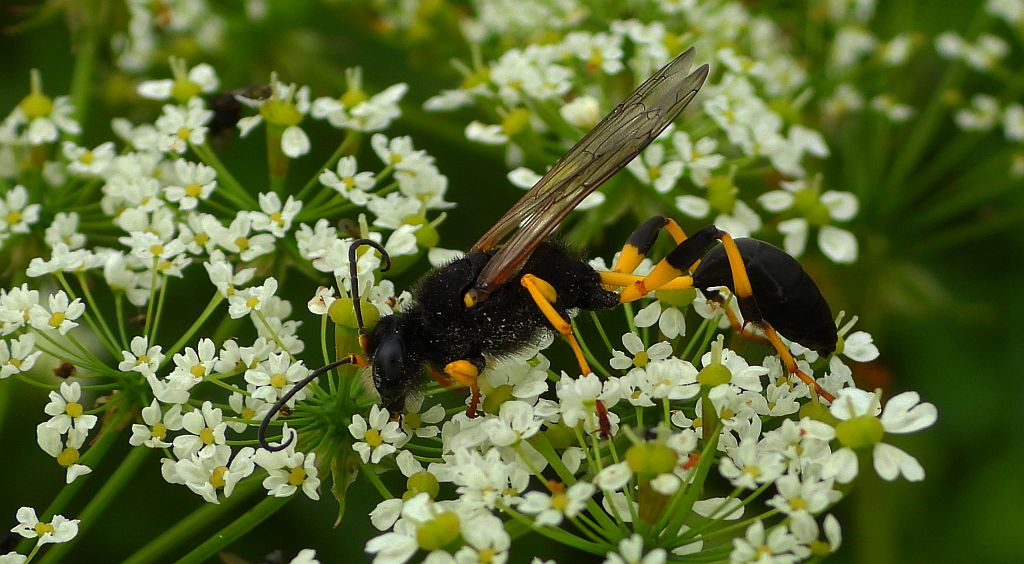 Gliniarz naścienny, formierz zdun (Sceliphron destillatorium)