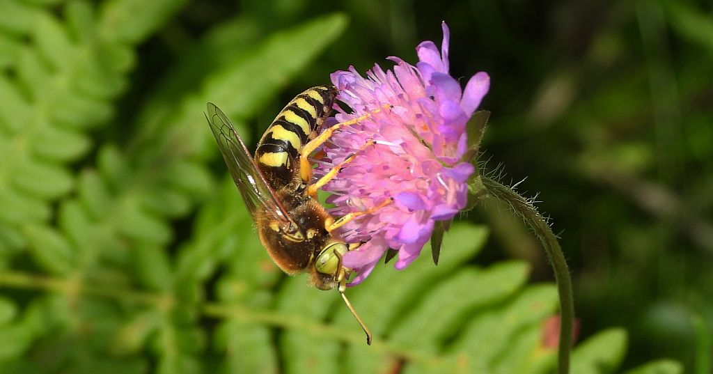 Wardzanka żądlica (Bembix rostrata)