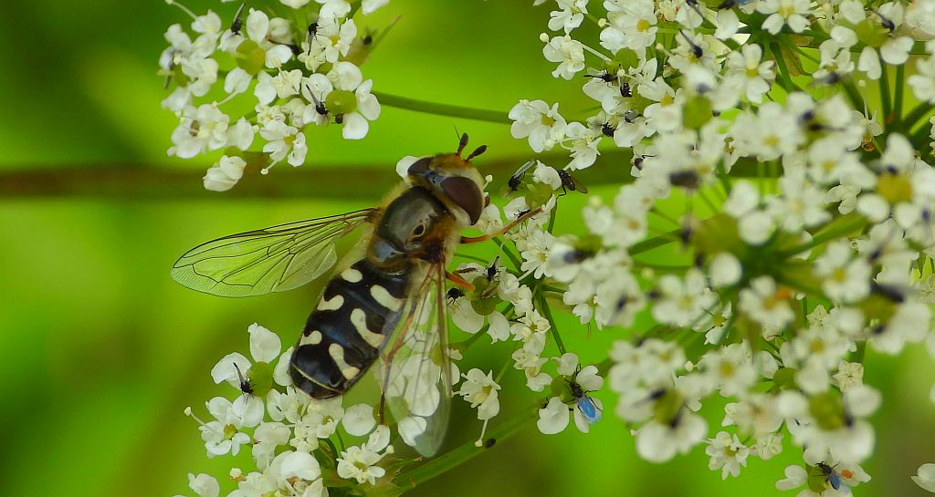 Bzyg brzęk (Scaeva pyrastri)