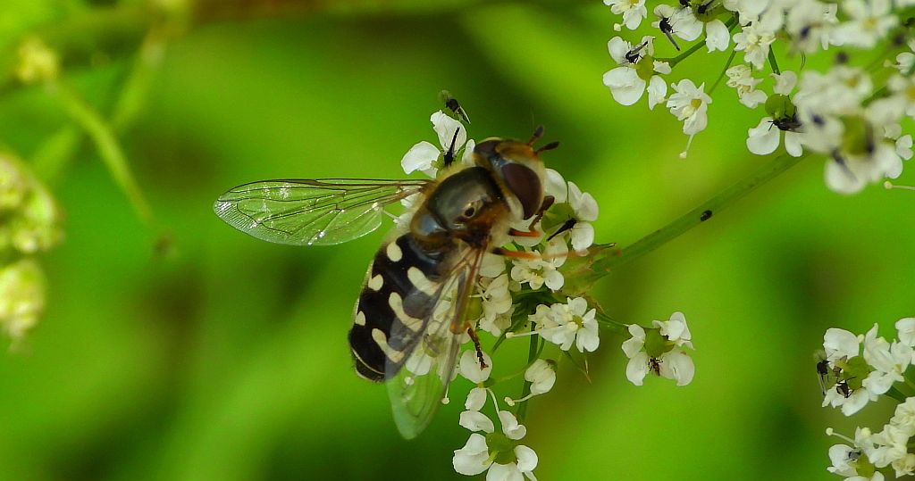 Bzyg brzęk (Scaeva pyrastri)