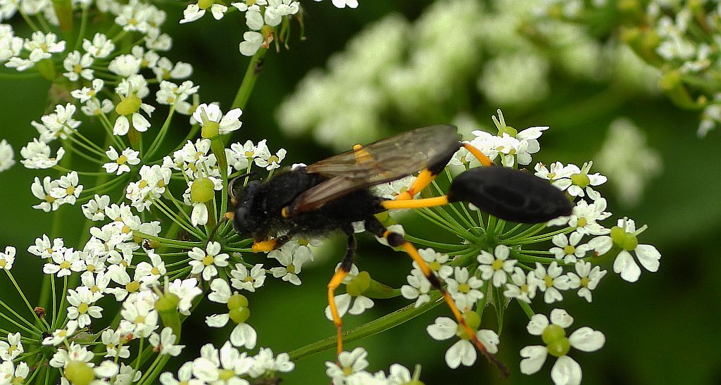 Gliniarz naścienny, formierz zdun (Sceliphron destillatorium)