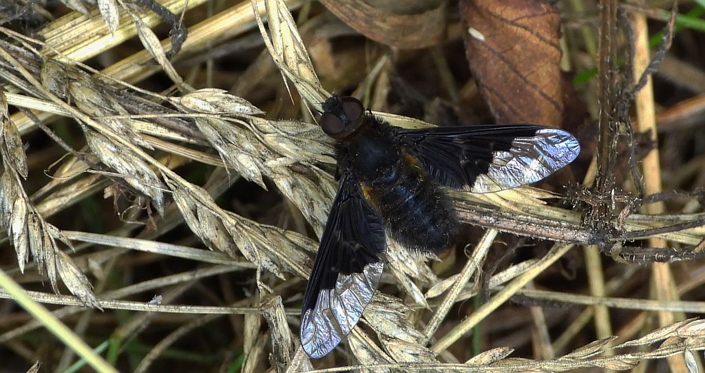 Drogosz żałobny (Hemipenthes morio)