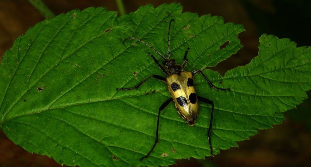 Kwiatomir czteroplamy (Pachyta quadrimaculata)