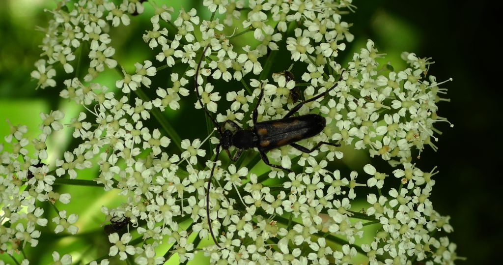 Zmorsznik sześcioplamek (Anoplodera sexguttata)