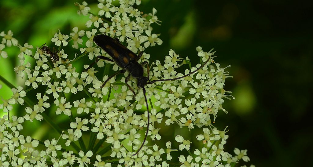 Zmorsznik sześcioplamek (Anoplodera sexguttata)