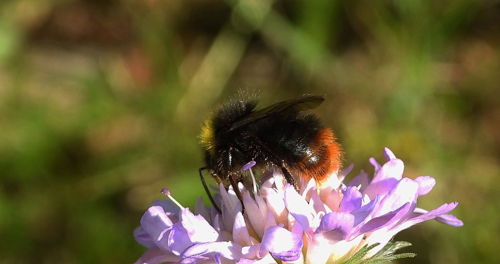 Trzmiel sześciozębny (Bombus wurflenii)