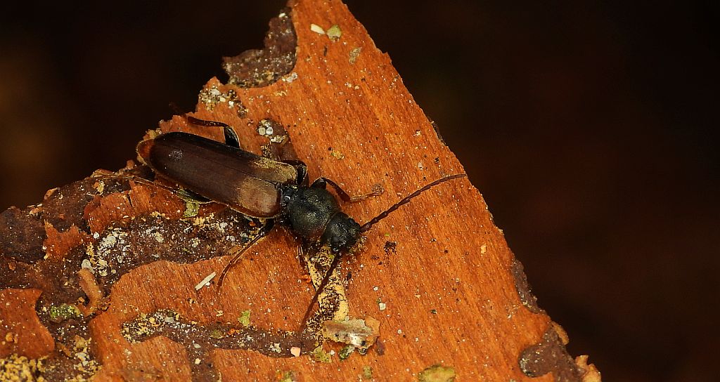 Borówka matowa, ściga matowa (Tetropium fuscum)