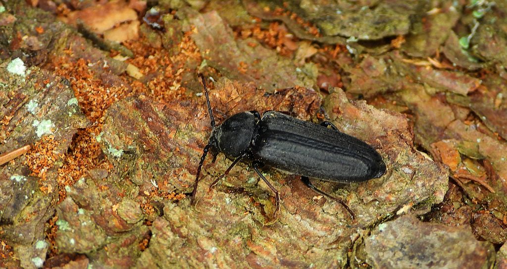 Szczapówka sosnowa, szczapówka bruzdkowana (Asemum striatum)