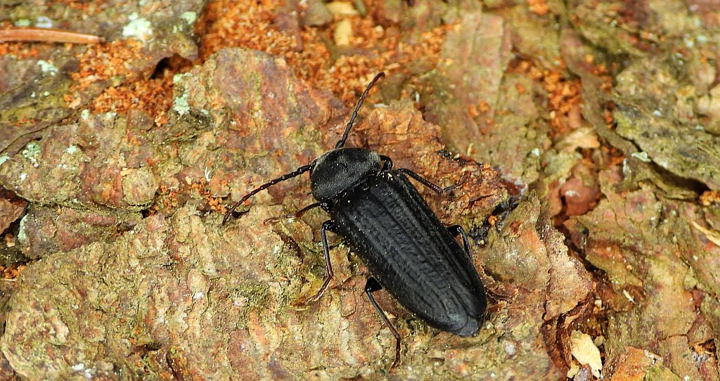 Szczapówka sosnowa, szczapówka bruzdkowana (Asemum striatum)