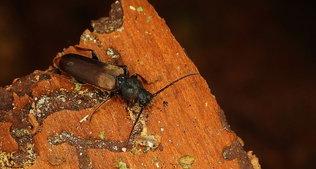 Borówka matowa, ściga matowa (Tetropium fuscum)