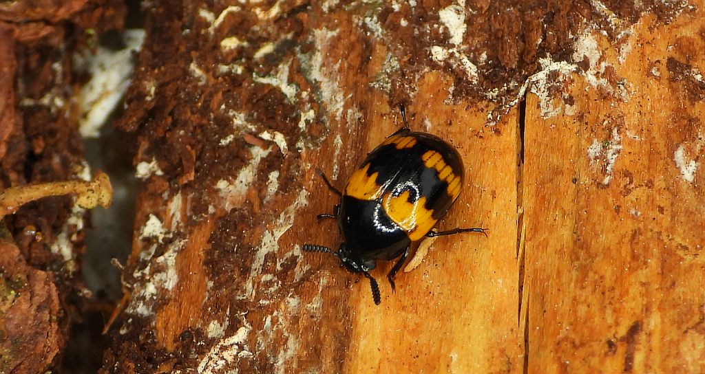 Borzewka (Diaperis boleti)