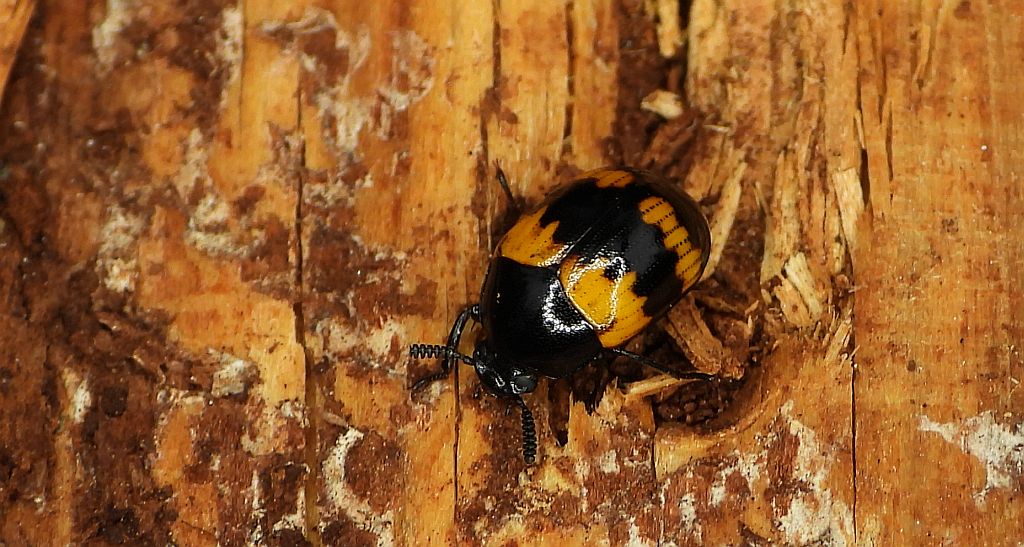 Borzewka (Diaperis boleti)