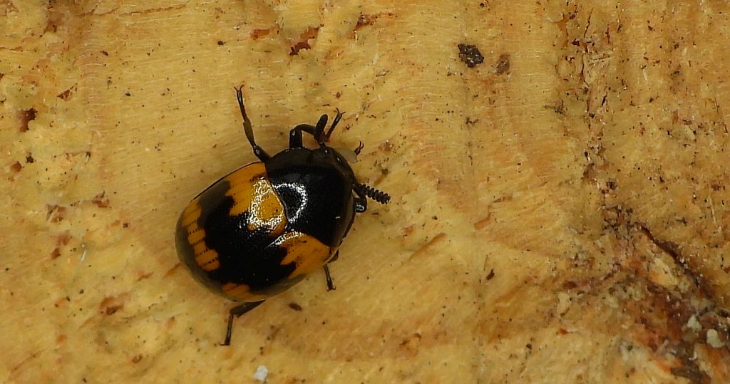 Borzewka (Diaperis boleti)