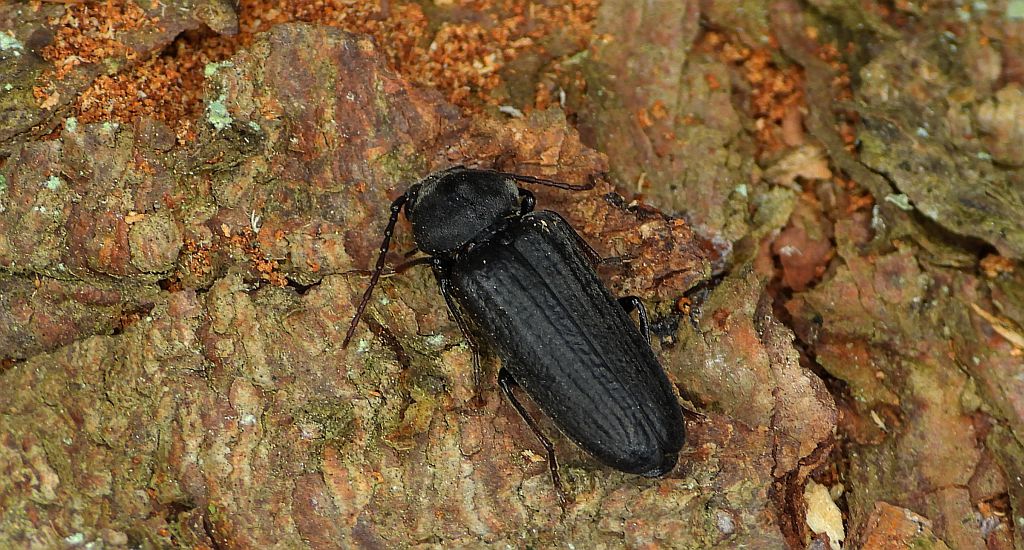 Szczapówka sosnowa, szczapówka bruzdkowana (Asemum striatum)