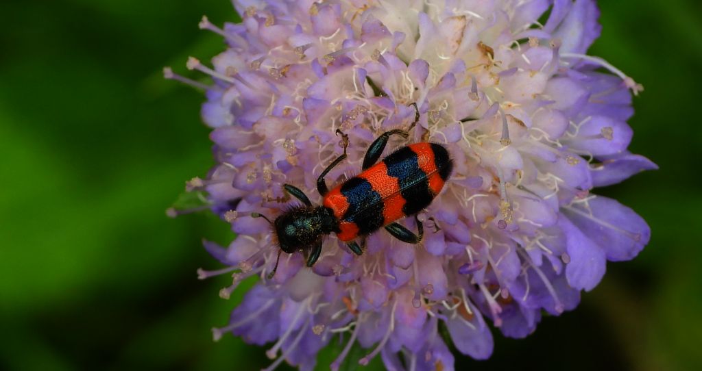 Barciel pszczołowiec (Trichodes apiarius)