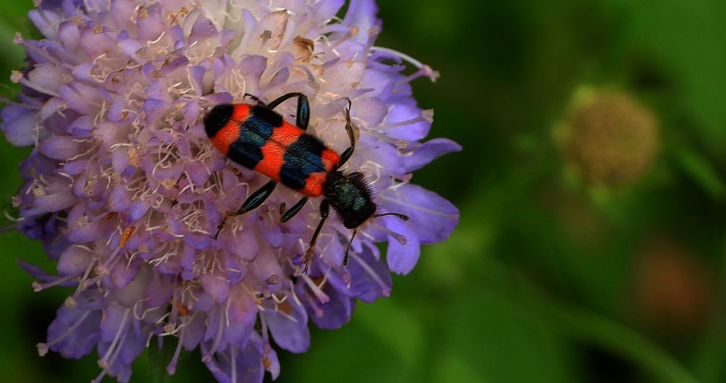 Barciel pszczołowiec (Trichodes apiarius)