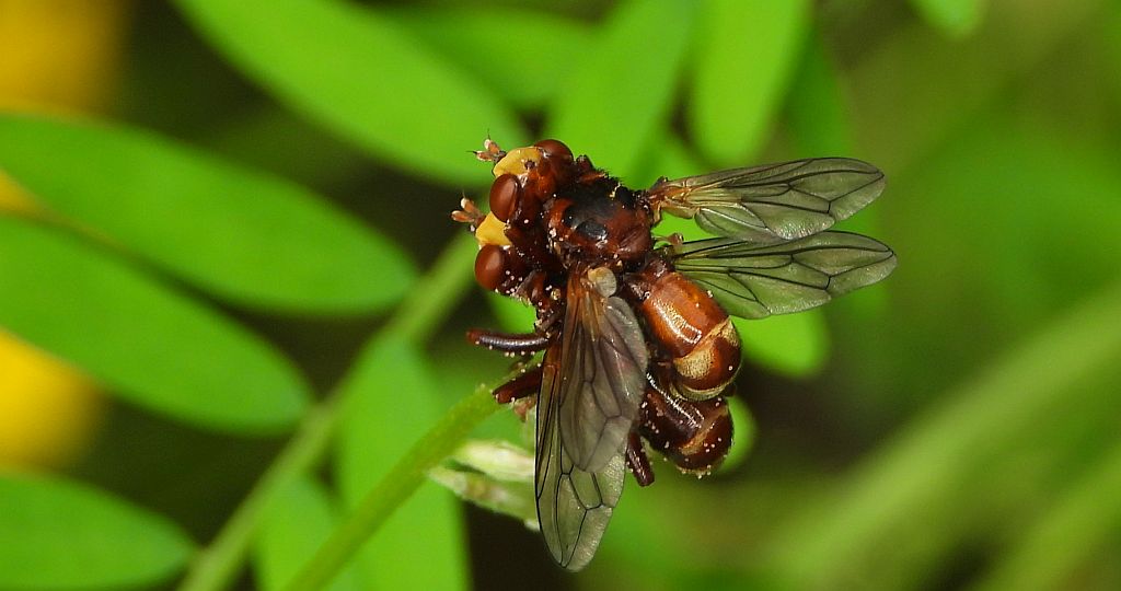 Ślipień trzmielowiec (Sicus ferrugineus)