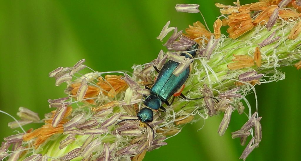 Bęblik dwuplamek (Malachius bipustulatus)