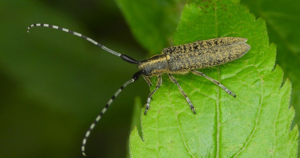 Zgrzytnica zielonawa, zgrzytnica zielonawowłosa (Agapanthia villosoviridescens)