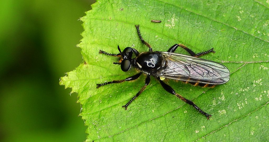 Wierzchołówka obrzeżona (Choerades marginata)