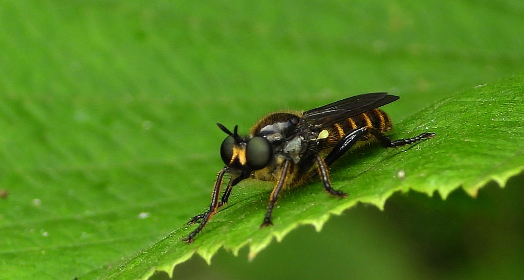 Wierzchołówka obrzeżona (Choerades marginata)