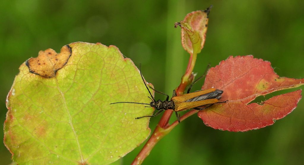Zalęszczyca grubouda (Oedemera femorata)