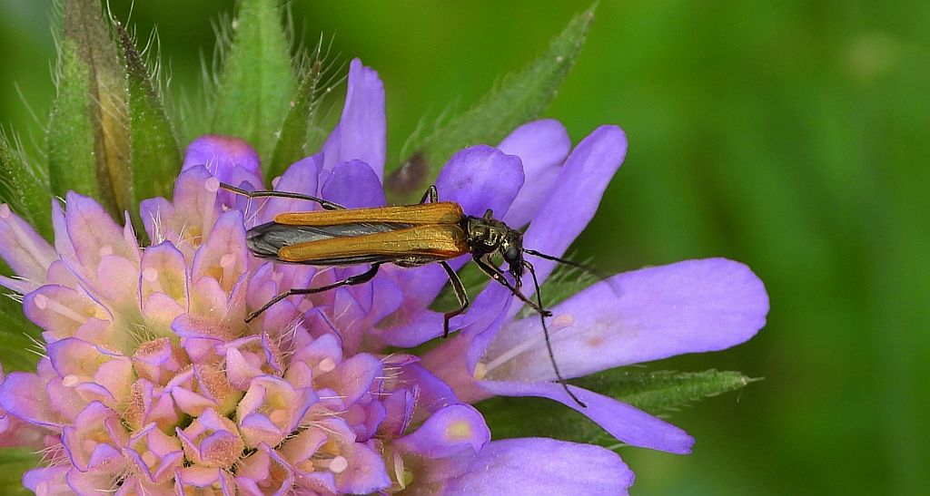 Zalęszczyca grubouda (Oedemera femorata)