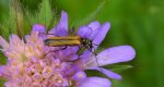 Zalęszczyca grubouda (Oedemera femorata)