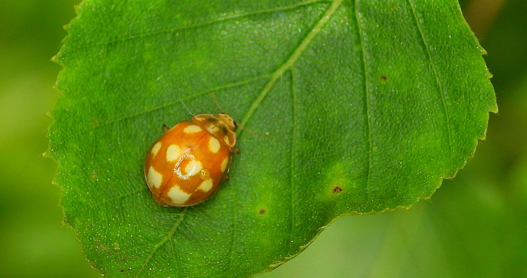 Gielas dziesięcioplamek (Calvia decemguttata)
