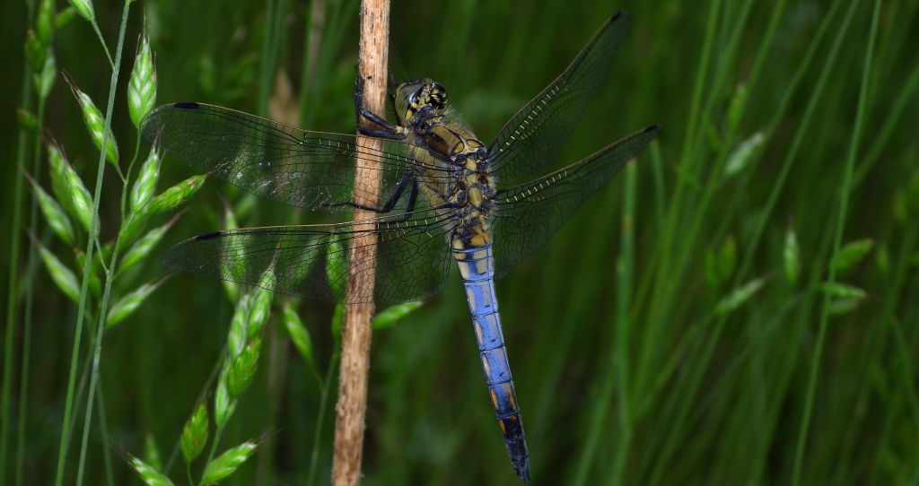 Lecicha pospolita (Orthetrum cancellatum)