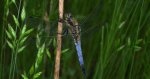 Lecicha pospolita (Orthetrum cancellatum)