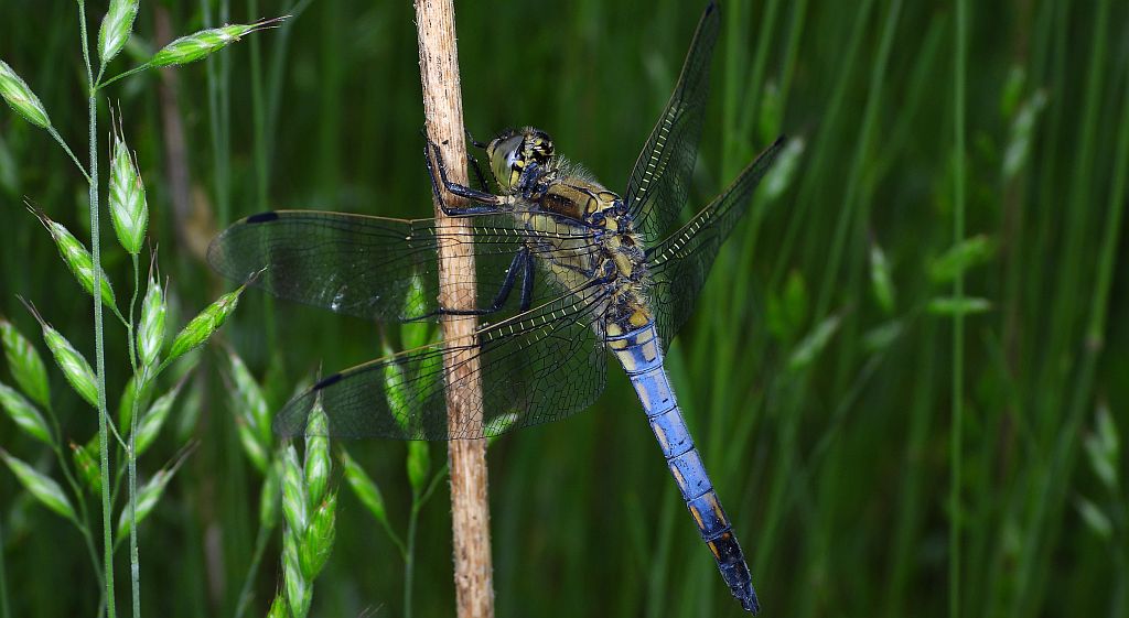 Lecicha pospolita (Orthetrum cancellatum)
