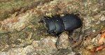 Ciołek matowy, ciołek (Dorcus parallelipipedus)