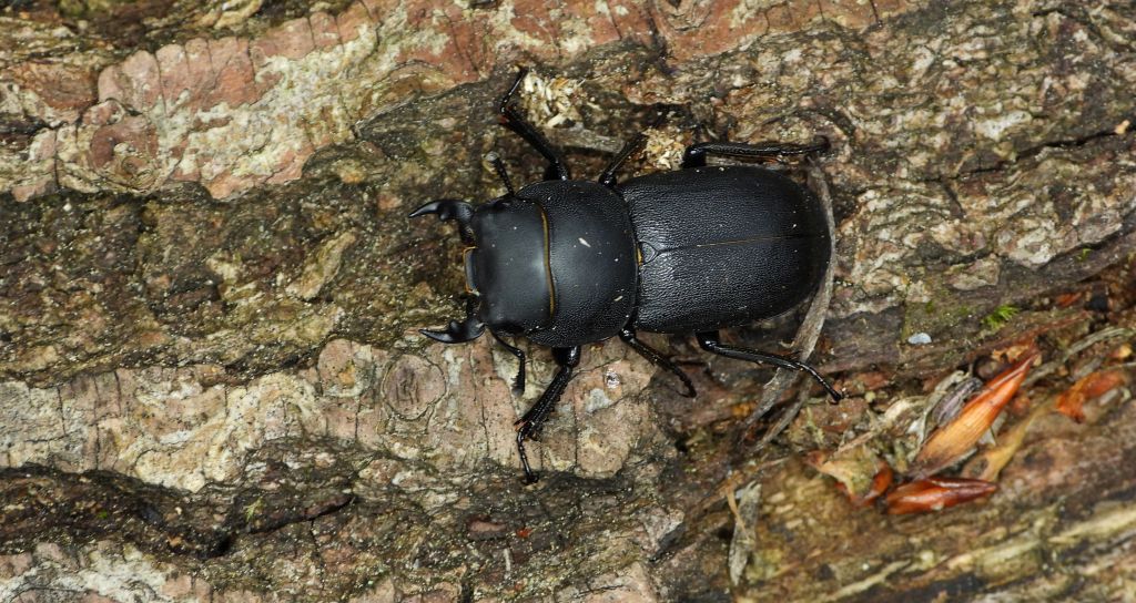 Ciołek matowy, ciołek (Dorcus parallelipipedus)