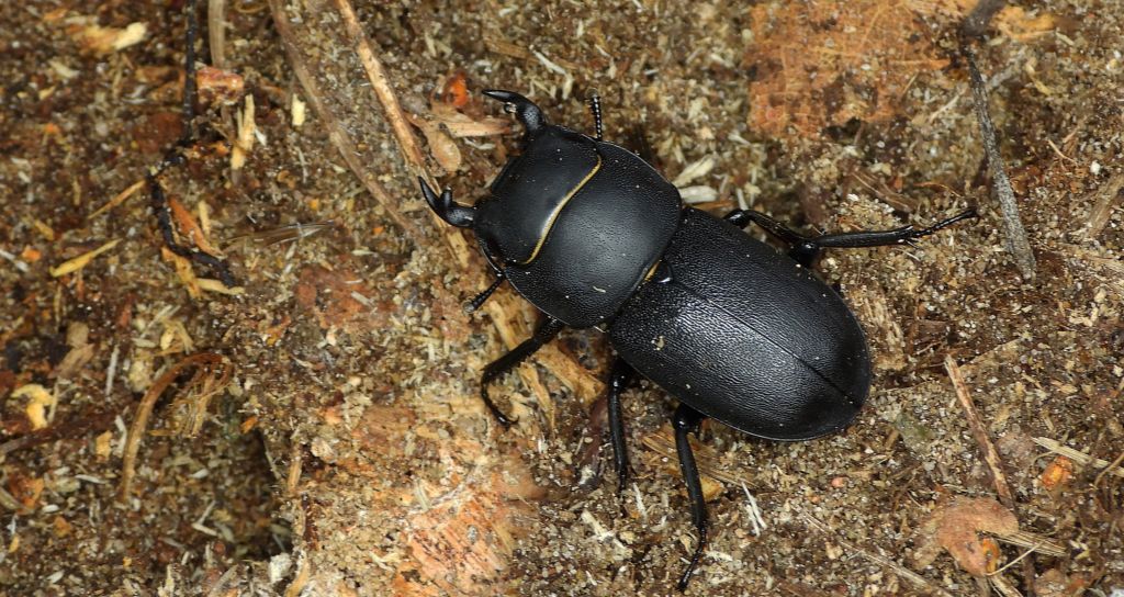 Ciołek matowy, ciołek (Dorcus parallelipipedus)