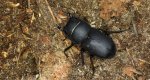 Ciołek matowy, ciołek (Dorcus parallelipipedus)