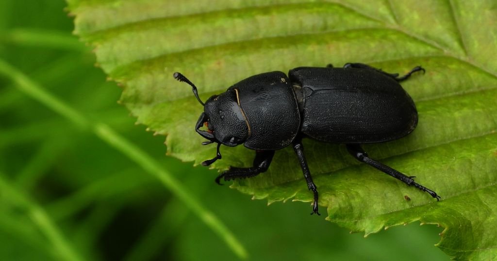 Ciołek matowy, ciołek (Dorcus parallelipipedus)