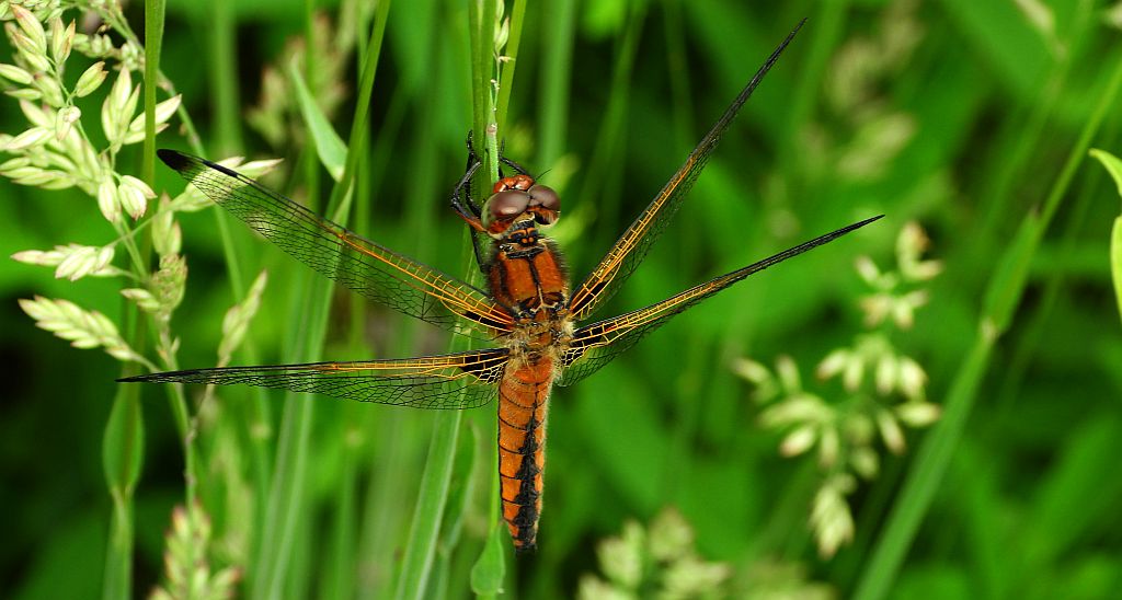 Ważka ruda (Libellula fulva)