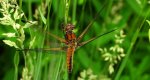 Ważka ruda (Libellula fulva)