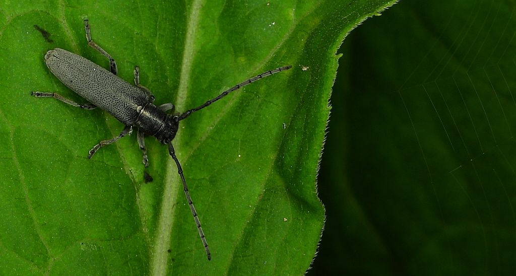 Ziolarka bylicowa (Phytoecia nigricornis)