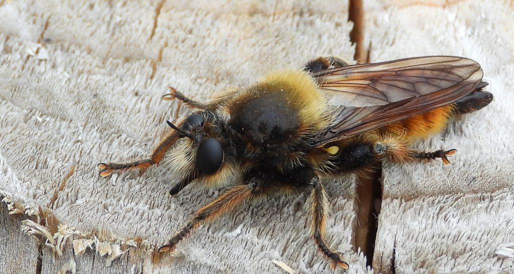 Wierzchołówka żółtowłosa (Laphria flava)