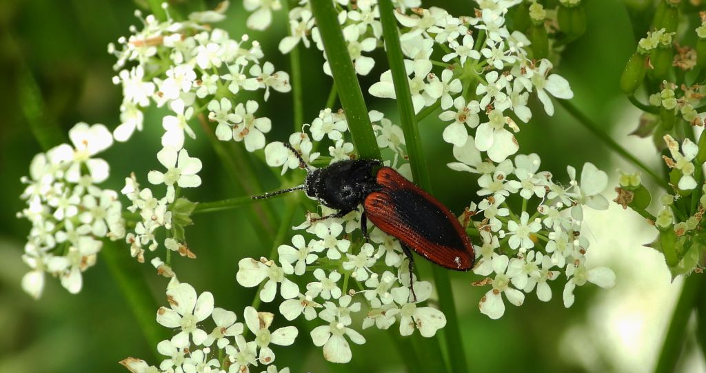 Sprężyk - Ampedus sanguinolentus
