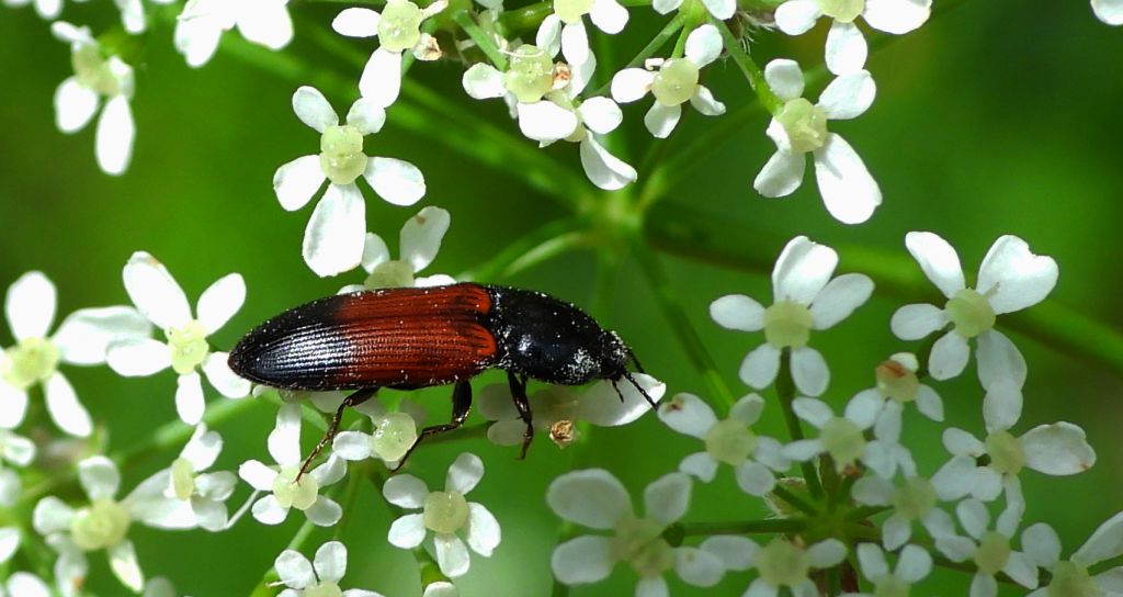 Sprężyk - Ampedus balteatus